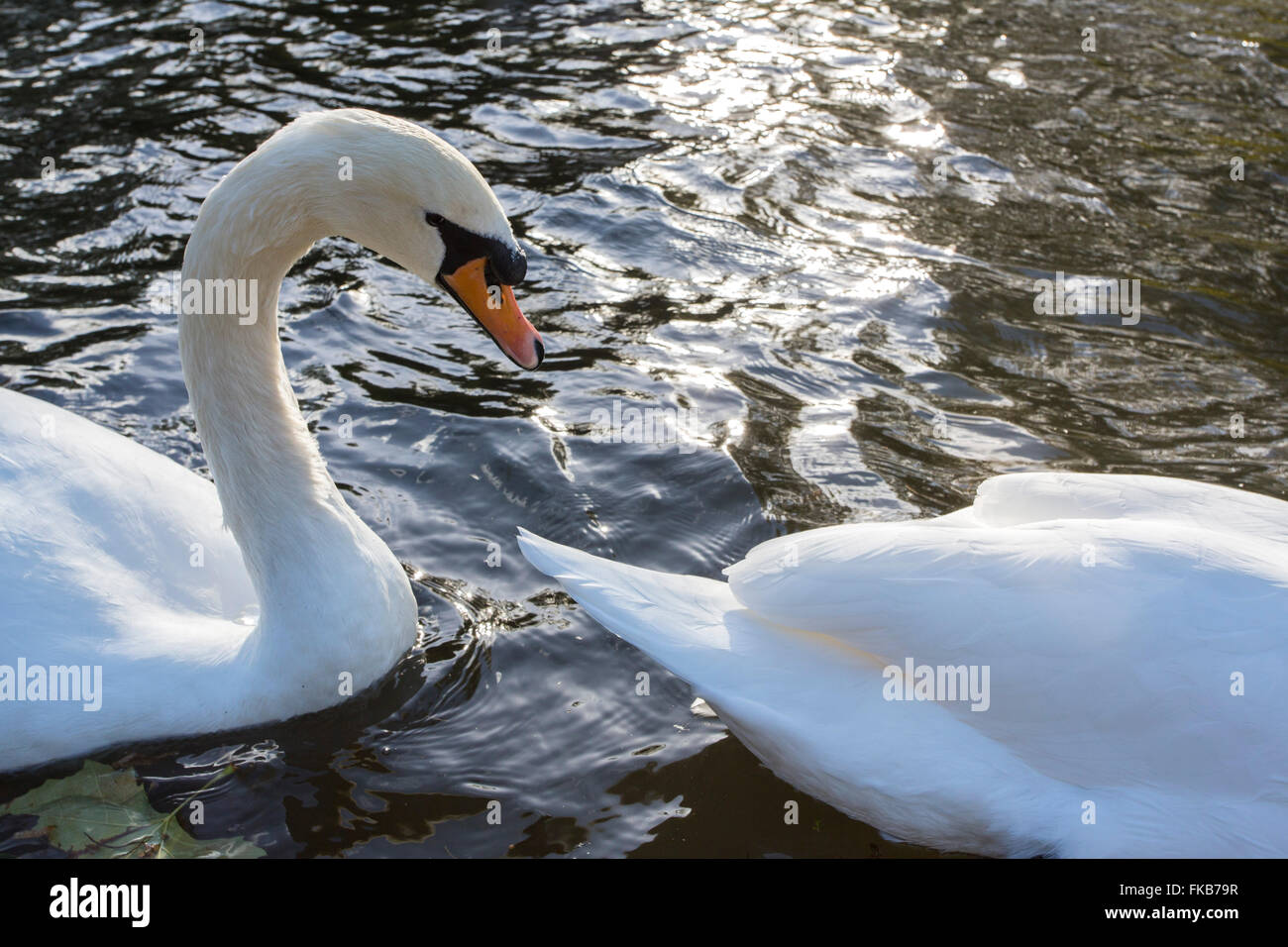 Grandi cigni bianchi nuoto sulle sponde di un lago. Foto Stock