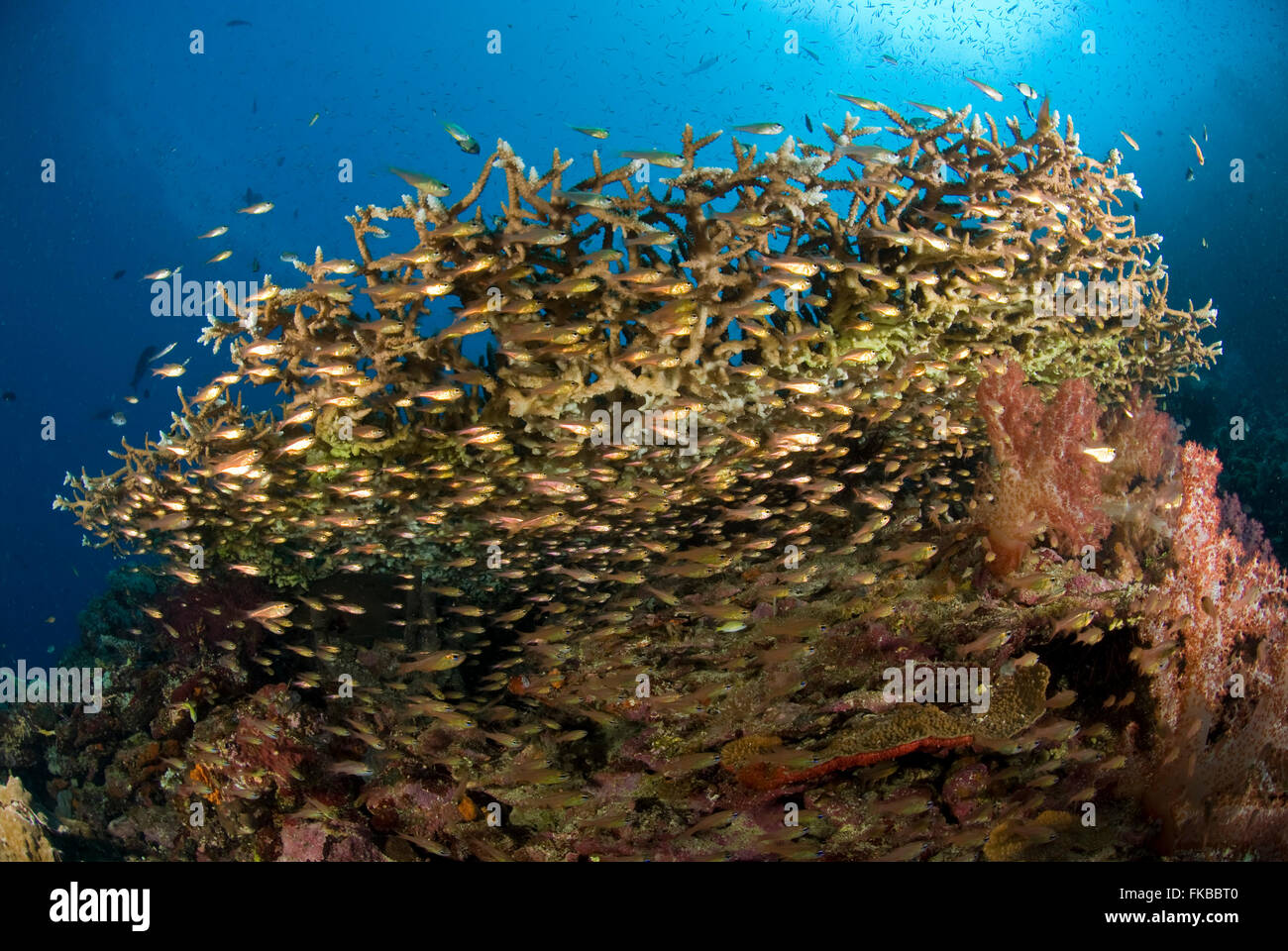 Coralli molli sotto la piastra acropora coralli con un sacco di novellame di nuoto circa. Foto Stock