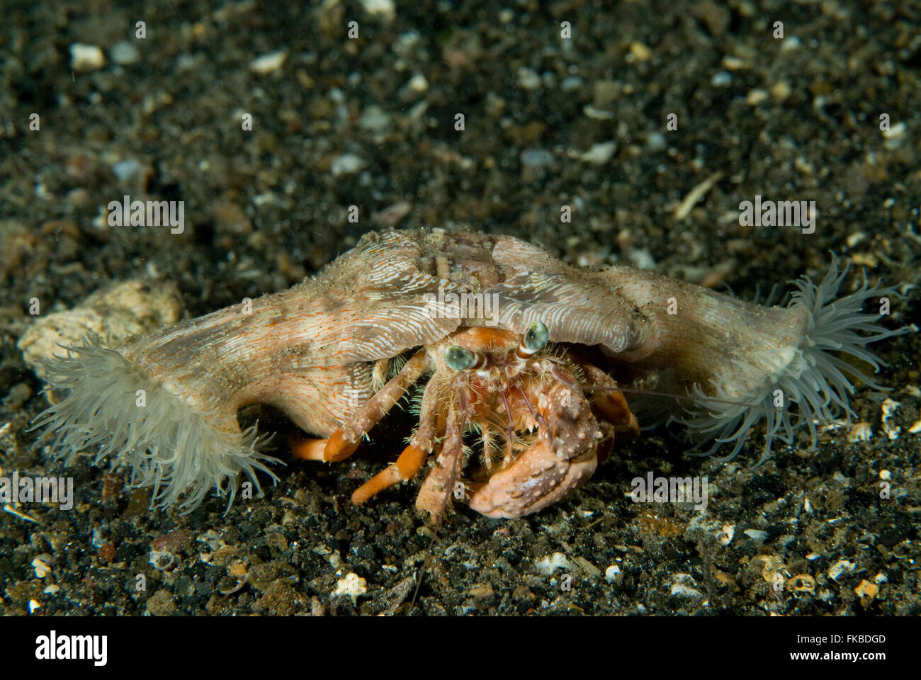 Il granchio eremita con anemone Dardano pedunculatus Foto Stock