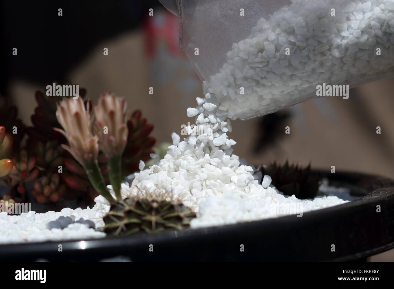 Top dressing succulente mettendo ghiaia bianca sul vaso t per la decorazione Foto Stock Top dressing succulente mettendo ghiaia bianca sul vaso t per la decorazione Foto Stock