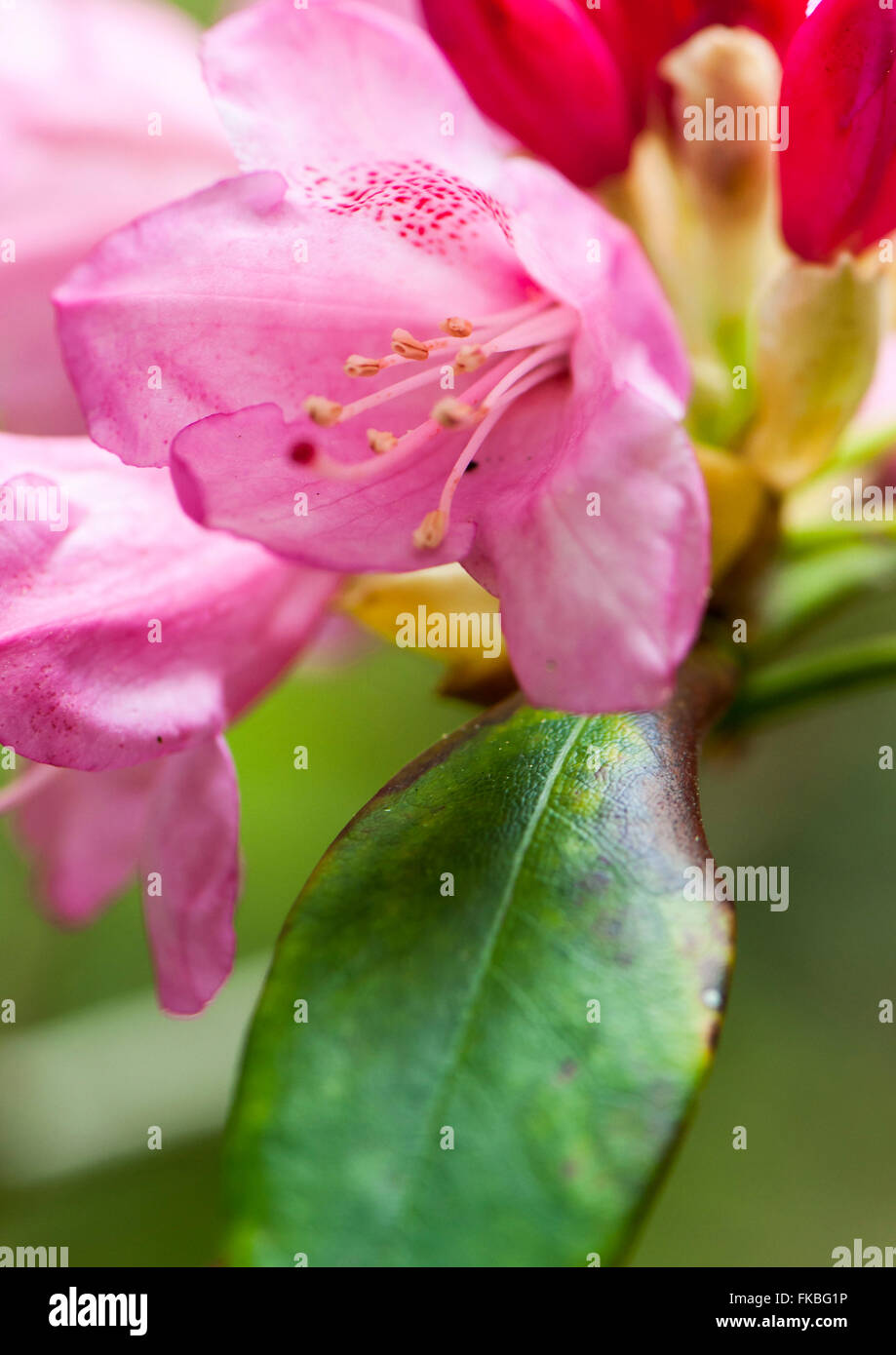 Immagine macro di un rododendro in un giardino Foto Stock