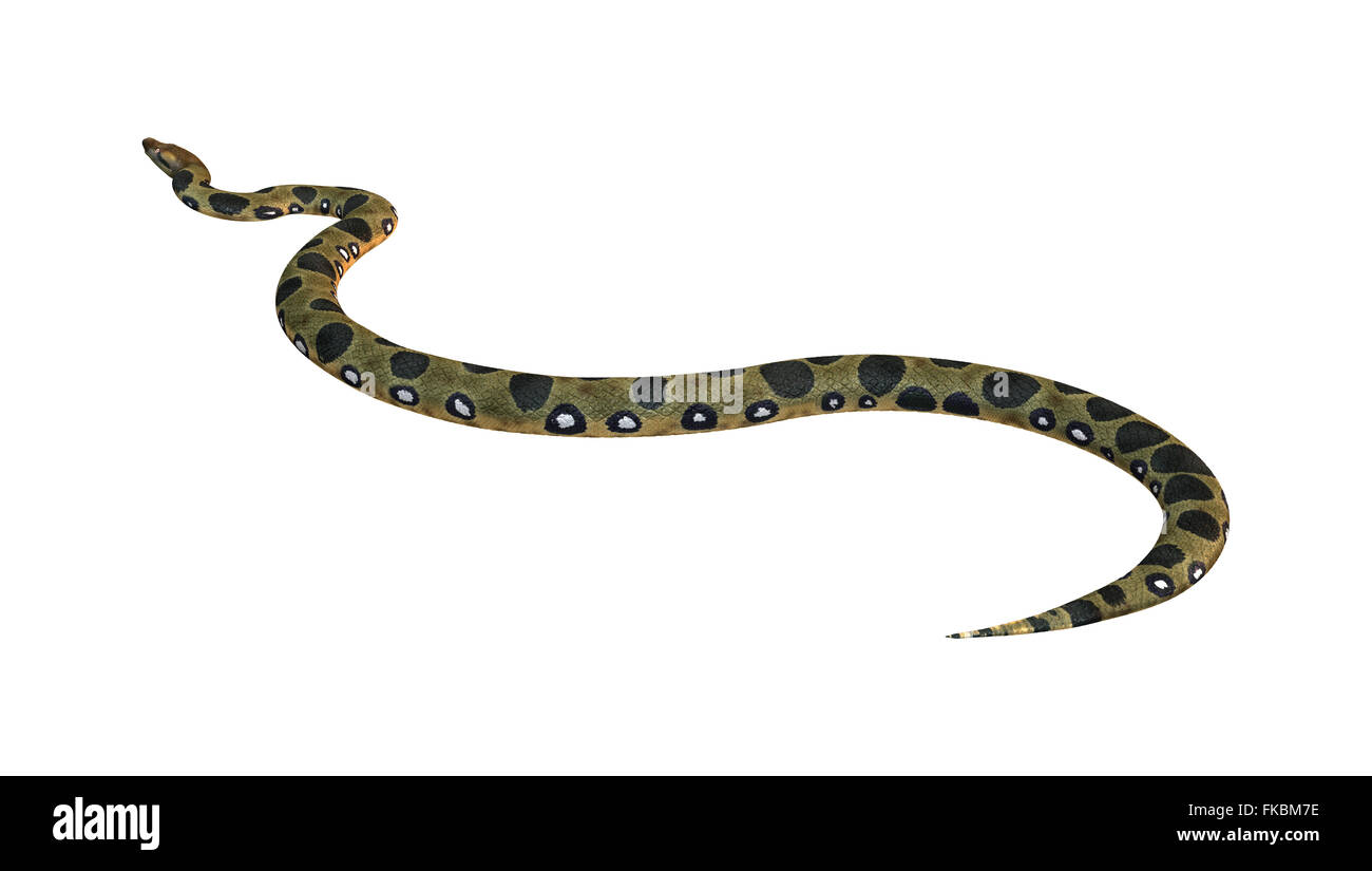 Anaconda verde o Eunectes murinus o comuni o anaconda orwater boa isolati su sfondo bianco Foto Stock