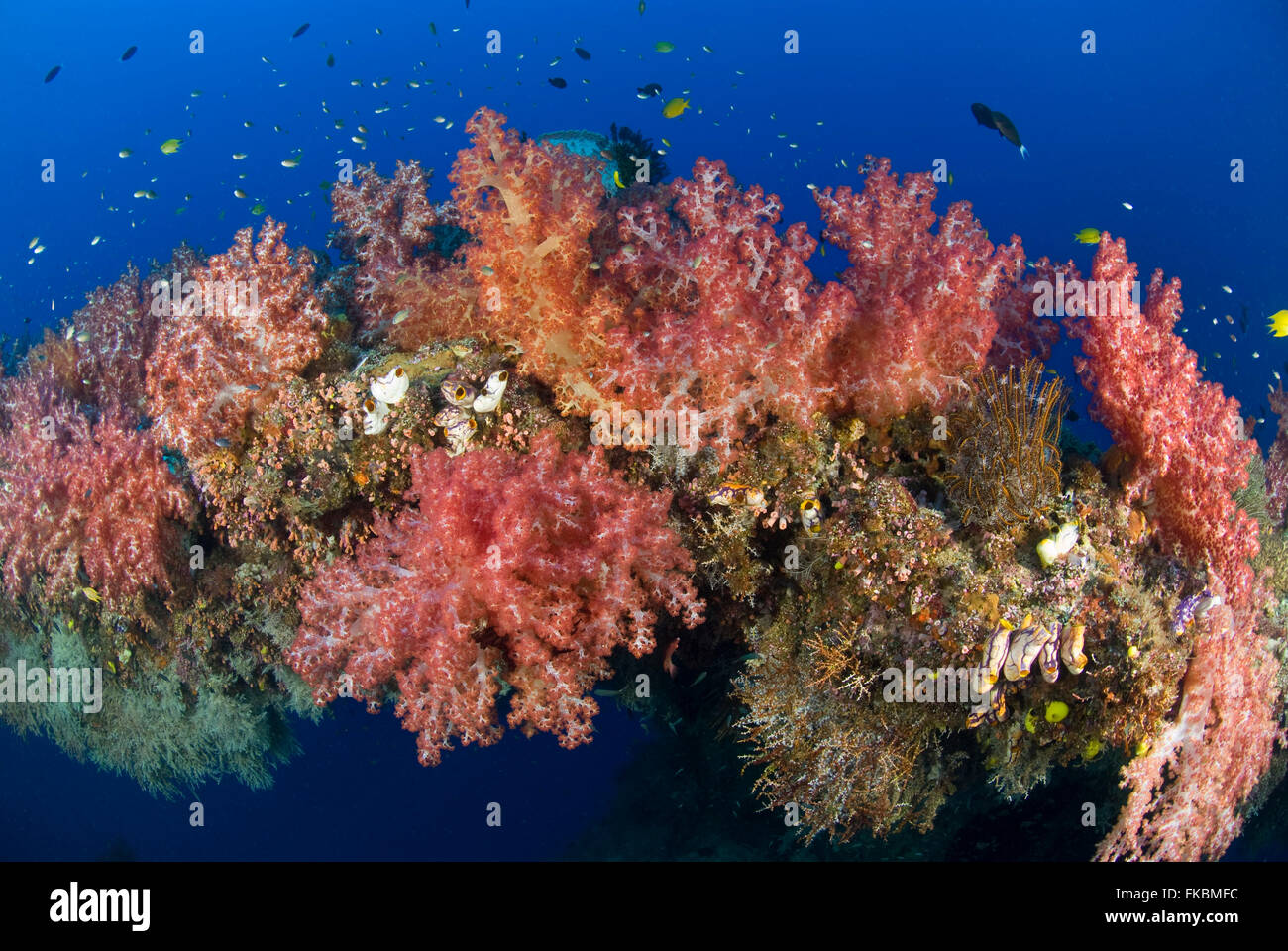 Coralli molli che coprono una scogliera naturale arch. Foto Stock