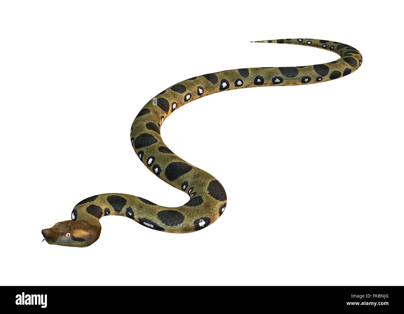 Anaconda verde o Eunectes murinus o comuni o anaconda orwater boa isolati su sfondo bianco Foto Stock