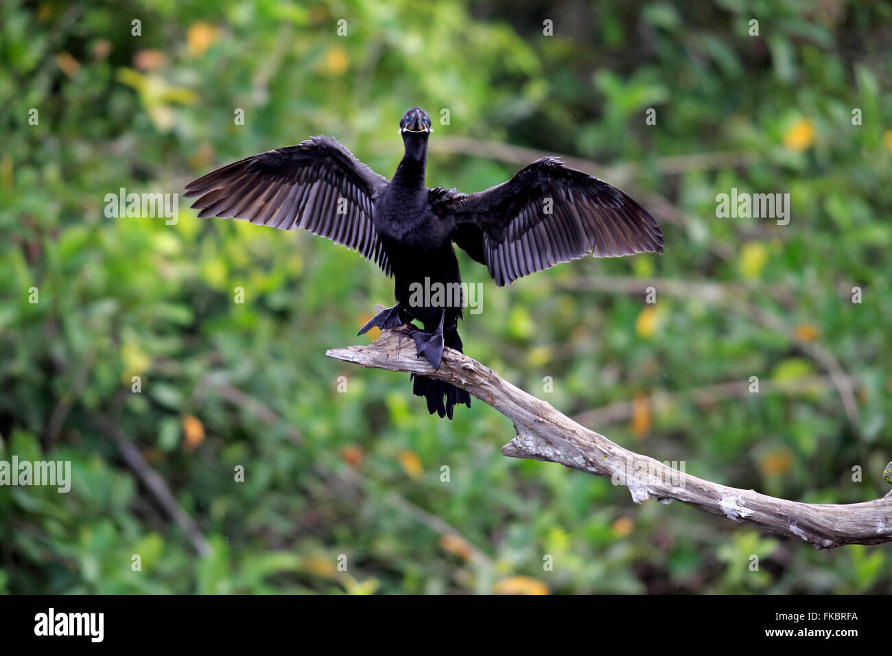 Cormorano Neotropic, olivaceous cormorano, adulto si asciuga le ali sul ramo, Pantanal, Mato Grosso, Brasile, Sud America / (Phalacrocorax brasilianus) Foto Stock