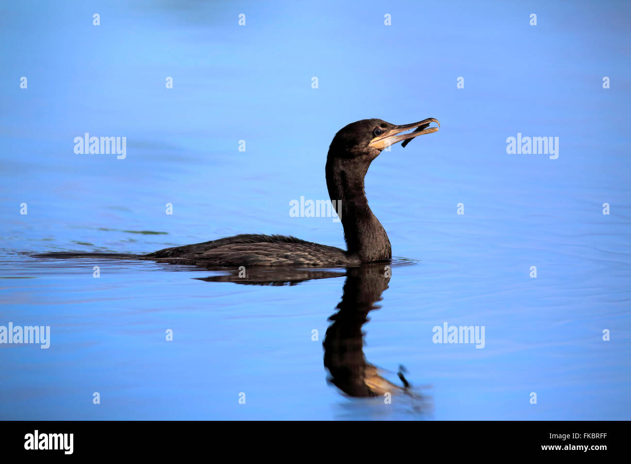 Cormorano Neotropic, olivaceous cormorano, adulto, Pantanal, Mato Grosso, Brasile, Sud America / (Phalacrocorax brasilianus) Foto Stock