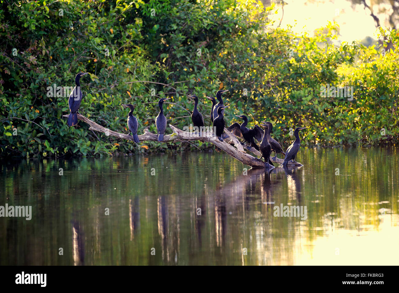 Cormorano Neotropic, olivaceous cormorano, gruppo sul ramo ad acqua, Pantanal, Mato Grosso, Brasile, Sud America / (Phalacrocorax brasilianus) Foto Stock