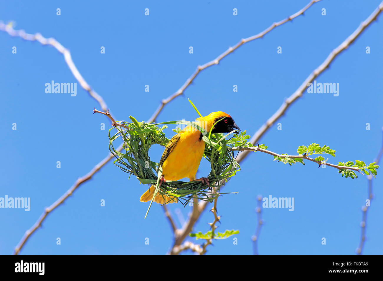 Tessitore mascherato, maschio adulto costruisce un nido, Tswalu Game Reserve, il Kalahari, Northern Cape, Sud Africa Africa / (Ploceus velatus) Foto Stock