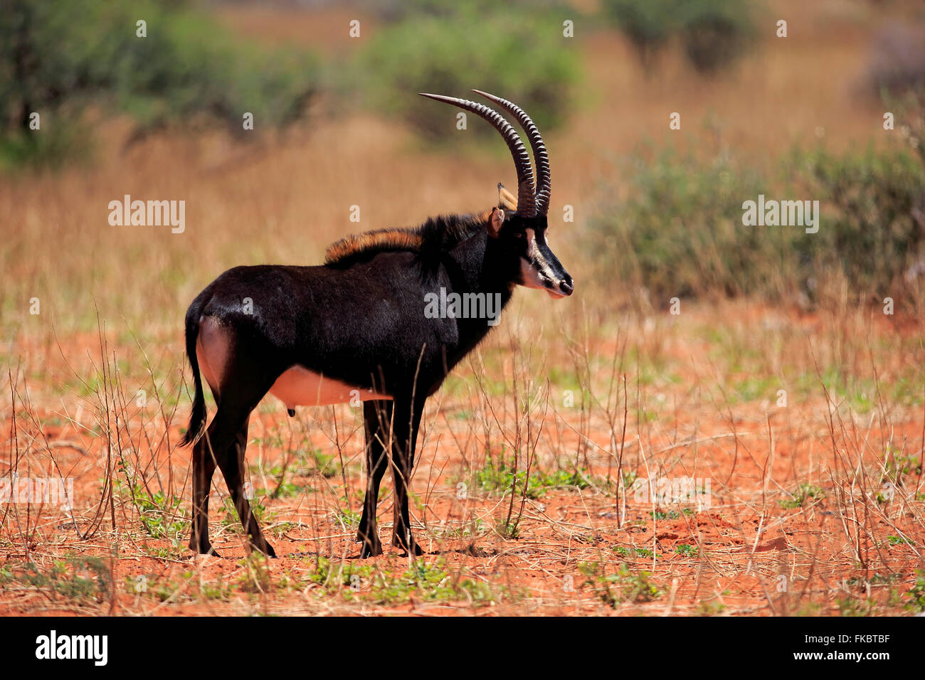 Sable Antelope, maschio adulto, Tswalu Game Reserve, il Kalahari, Northern Cape, Sud Africa Africa / (Hippotragus niger) Foto Stock