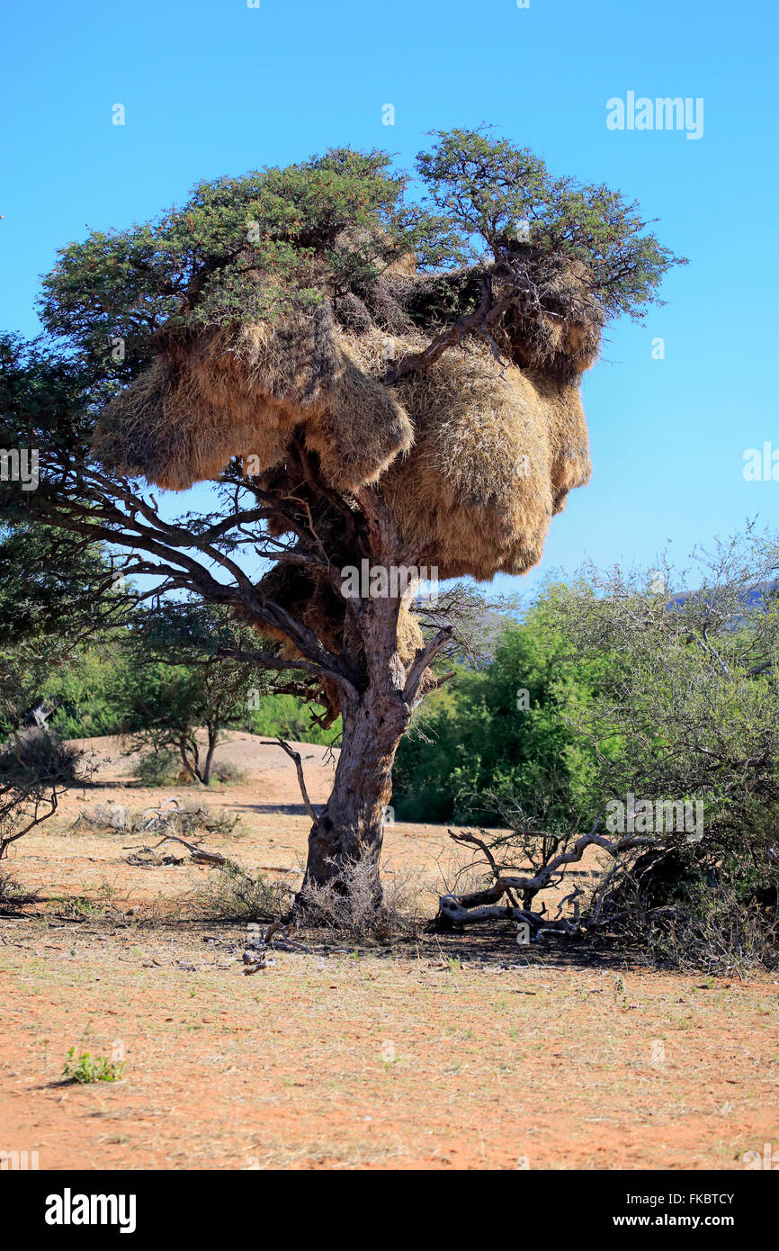 Socievole Weaver, colonia nidificazione, Tswalu Game Reserve, il Kalahari, Northern Cape, Sud Africa Africa / (Philetairus socius) Foto Stock