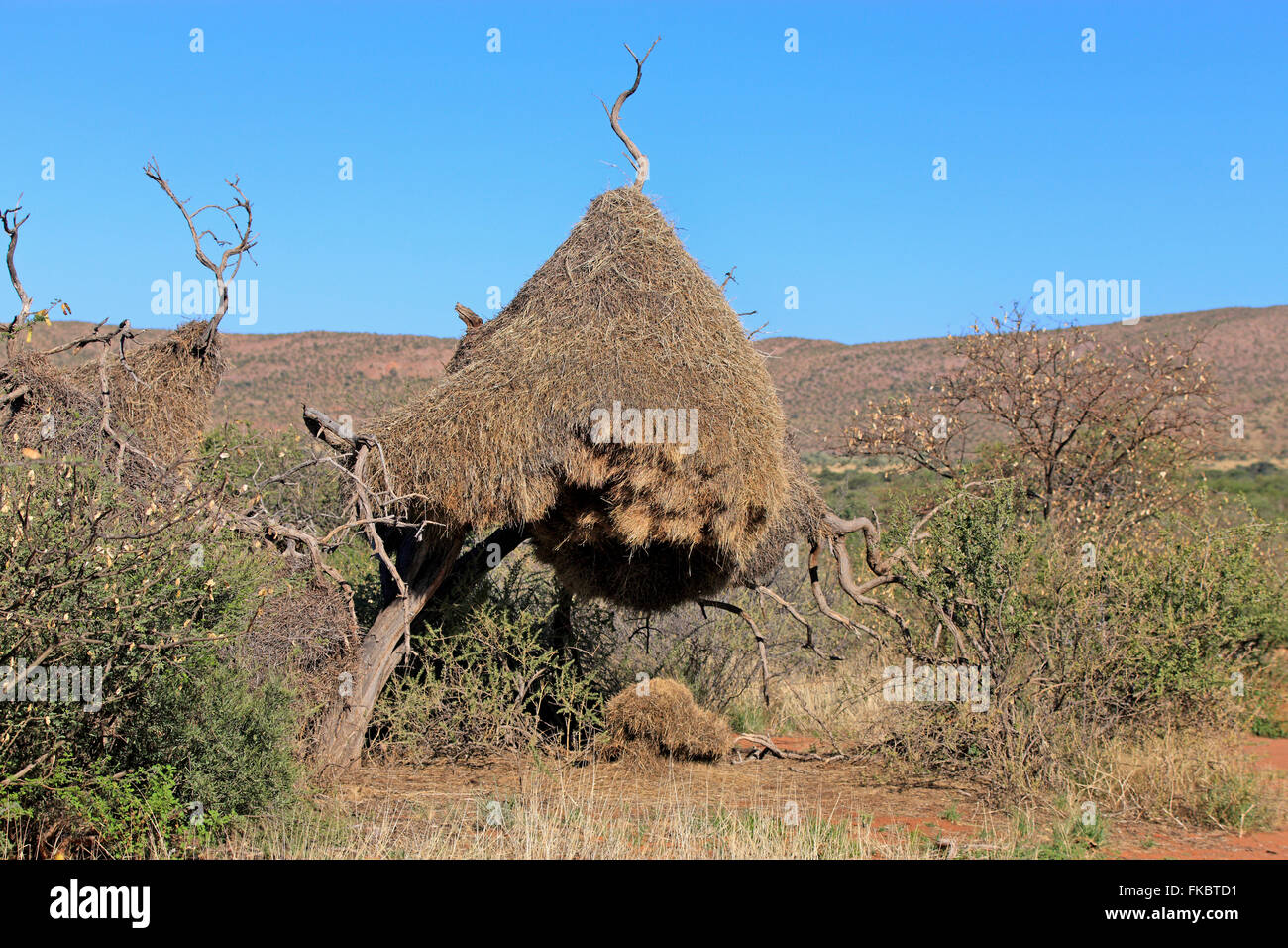 Socievole Weaver, colonia nidificazione, Tswalu Game Reserve, il Kalahari, Northern Cape, Sud Africa Africa / (Philetairus socius) Foto Stock