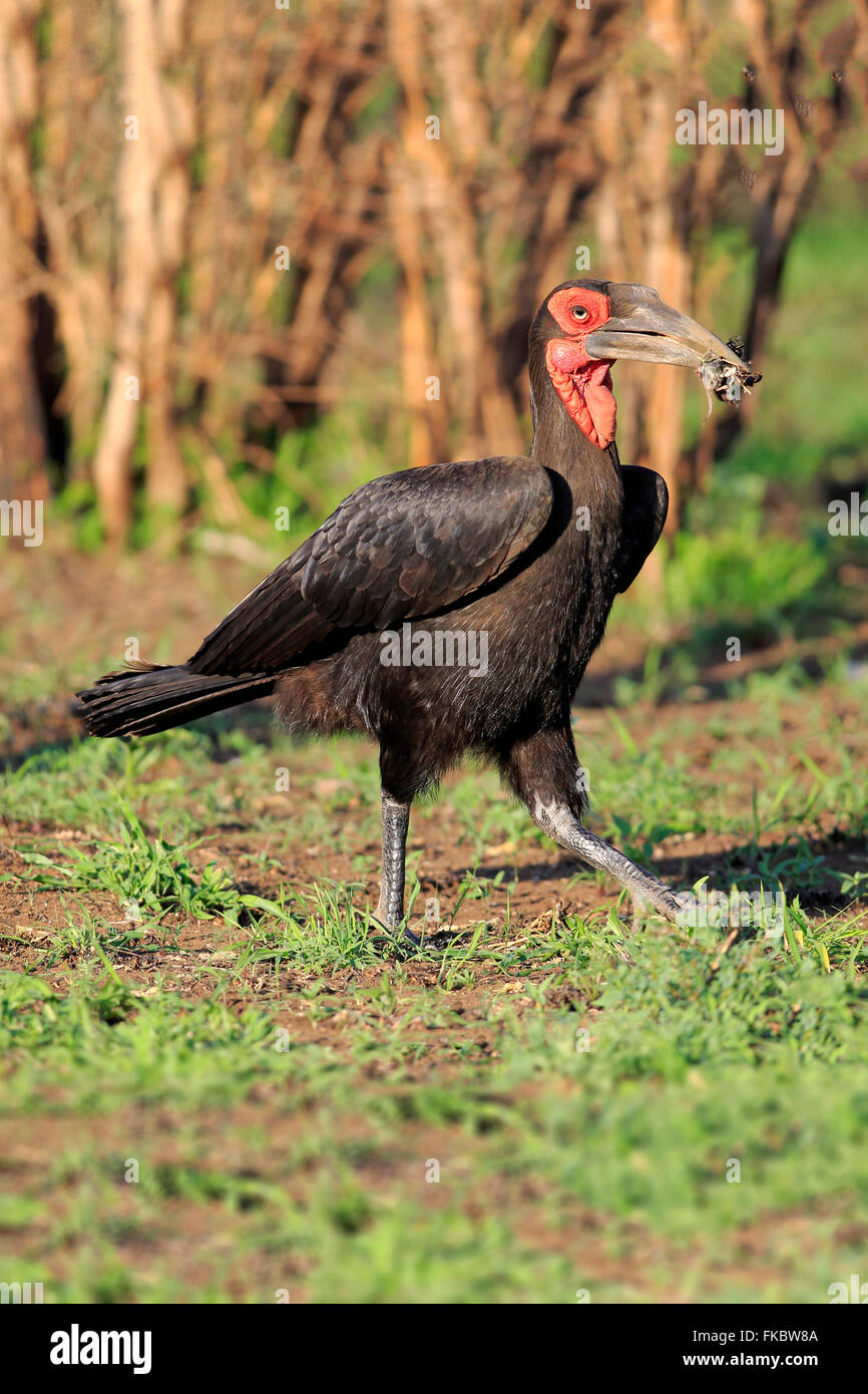 Massa meridionale Hornbill, adulto camminando con la preda, Kruger Nationalpark, Sud Africa Africa / (Bucorvus leadbeateri) Foto Stock