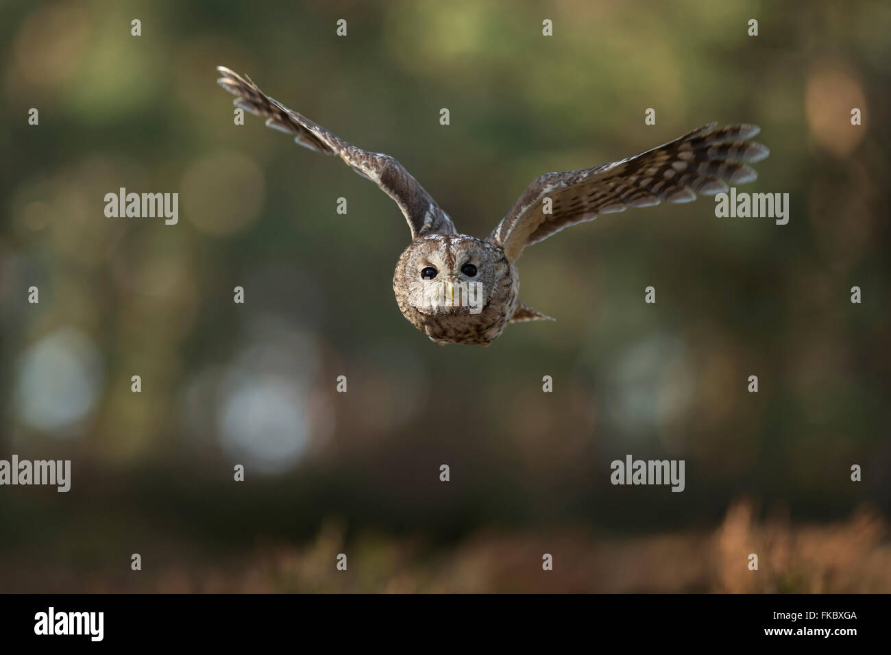 Allocco / Waldkauz ( Strix aluco ) in volo silenzioso di fronte al bordo di una foresta, Scatto frontale, contatto visivo, apertura alare. Foto Stock