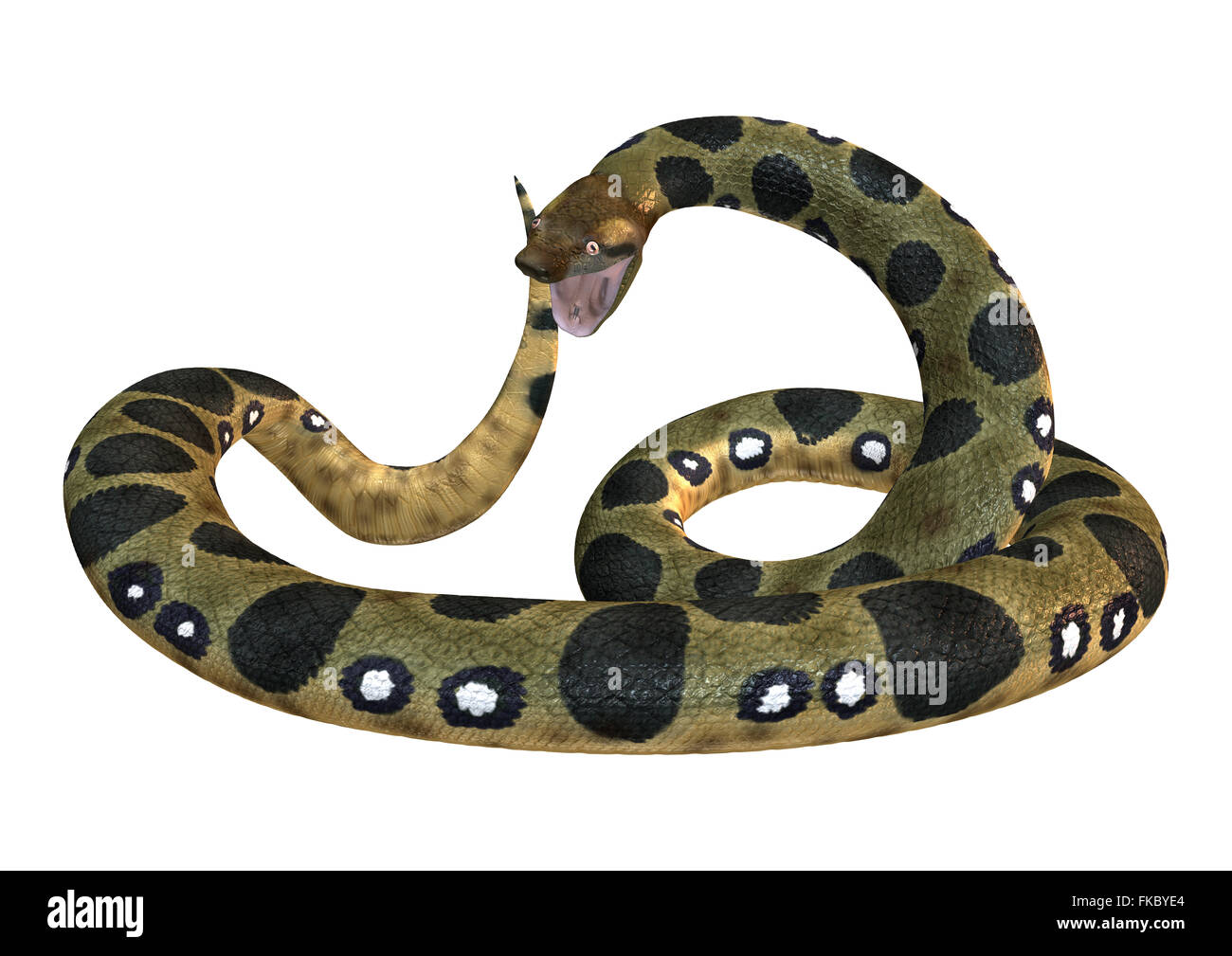 Anaconda verde o Eunectes murinus o comuni o anaconda orwater boa isolati su sfondo bianco Foto Stock