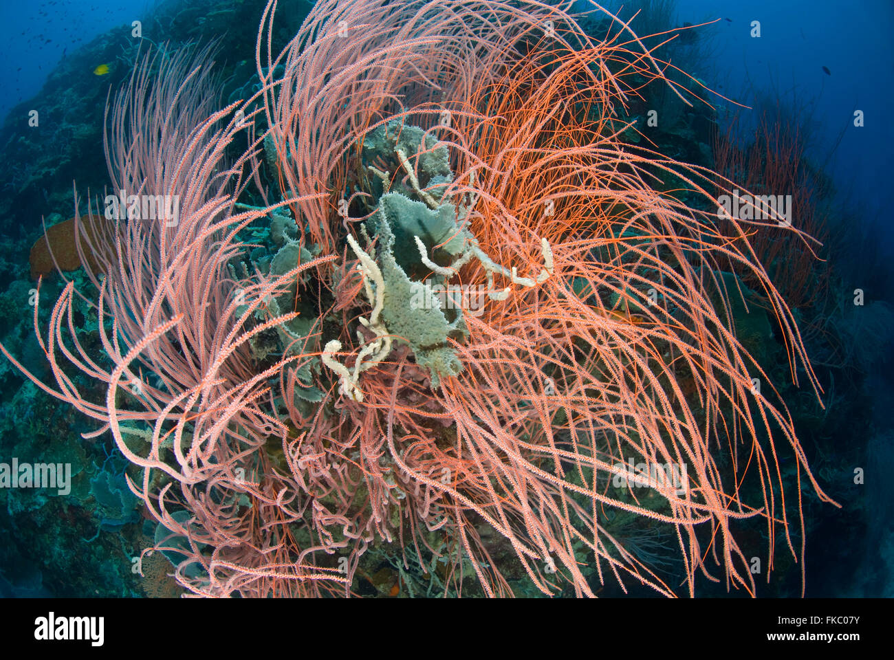 Una barriera corallina piena di rossi coralli a frusta o gorgonie, Ellisella sp. e diverse spugne marine. Foto Stock