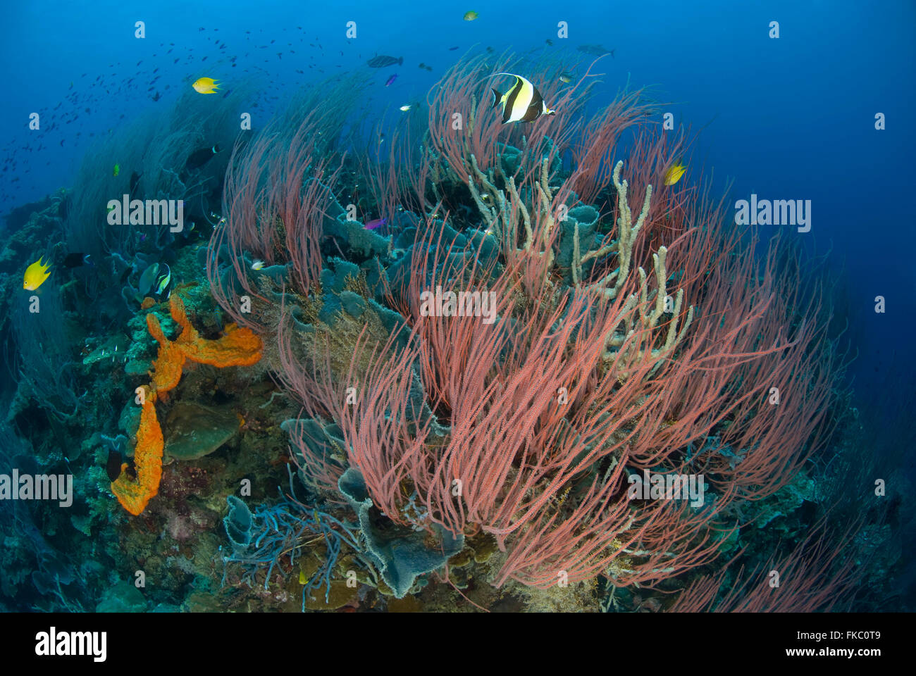 Una barriera corallina piena di rossi coralli a frusta o gorgonie, Ellisella sp. e diverse spugne marine. Foto Stock