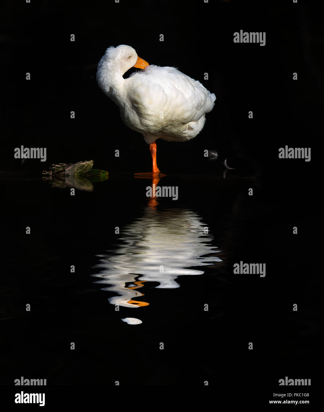 Aylesbury Duck di riposo. Foto Stock