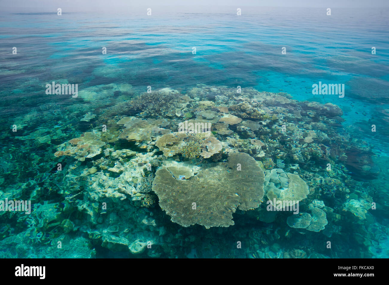 Coral reef nel lontano nord del Grande Barriera Corallina su un eccezionalmente tranquilla giornata. Foto Stock