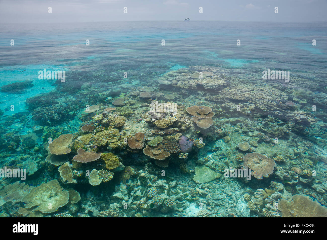 Coral reef nel lontano nord del Grande Barriera Corallina su un eccezionalmente tranquilla giornata. Foto Stock