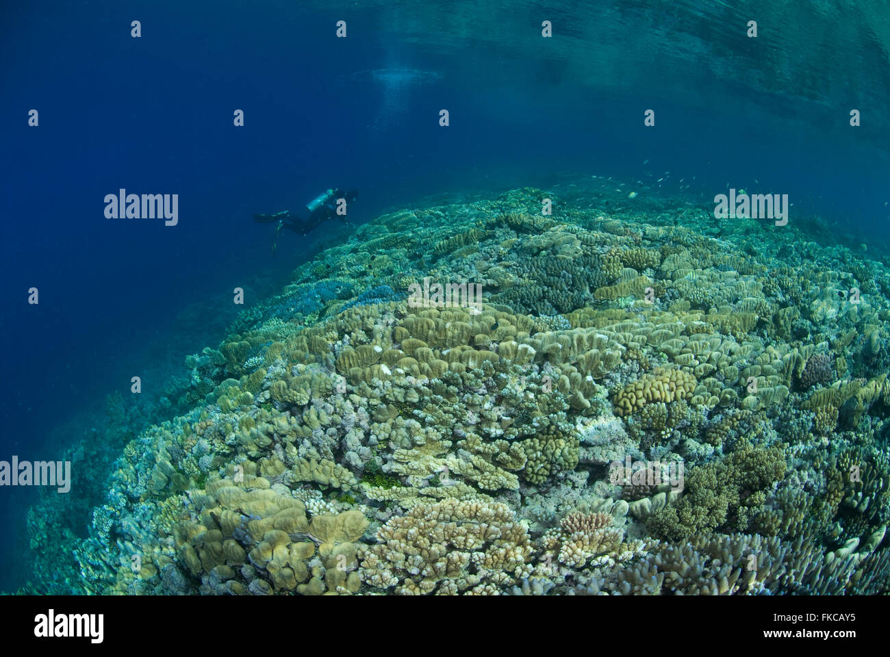 Coral reef nel lontano nord del Grande Barriera Corallina. Le formazioni coralline sono semplificate a causa dei pesanti surf e le onde a Foto Stock