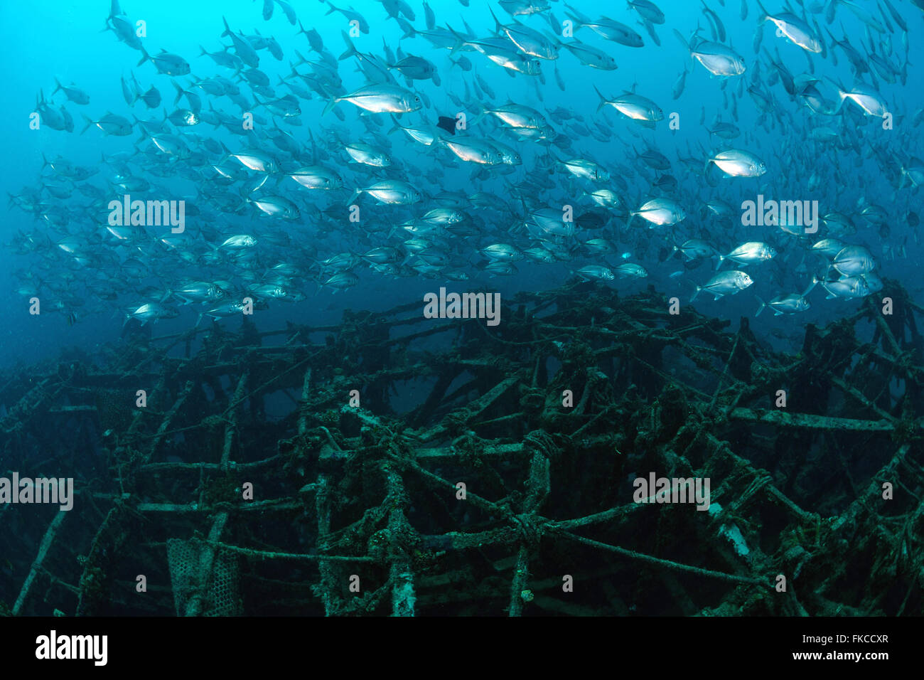 Scuola di jackfish sul reef artificiale in Mabul, kapalai, Malaysia Foto Stock