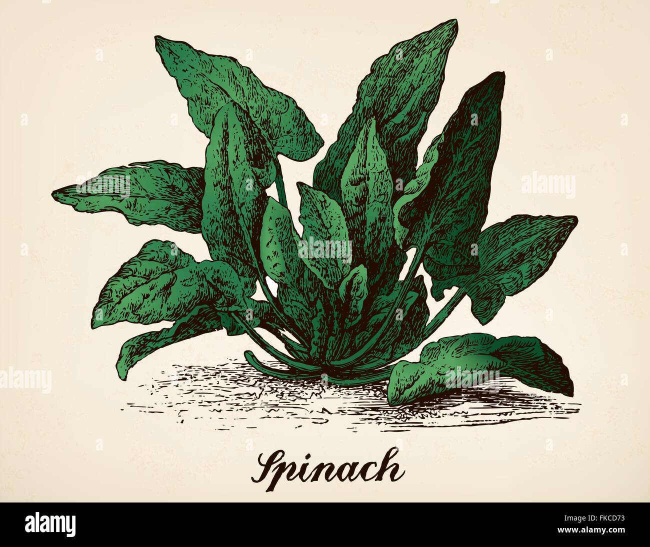 Impianto di spinaci colorizzato vintage illustrazione vettoriale Illustrazione Vettoriale