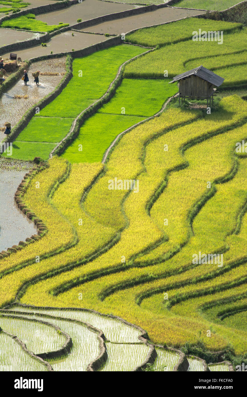 Campi di riso terrazzati di Sapa, Lao Cai, Vietnam Foto Stock