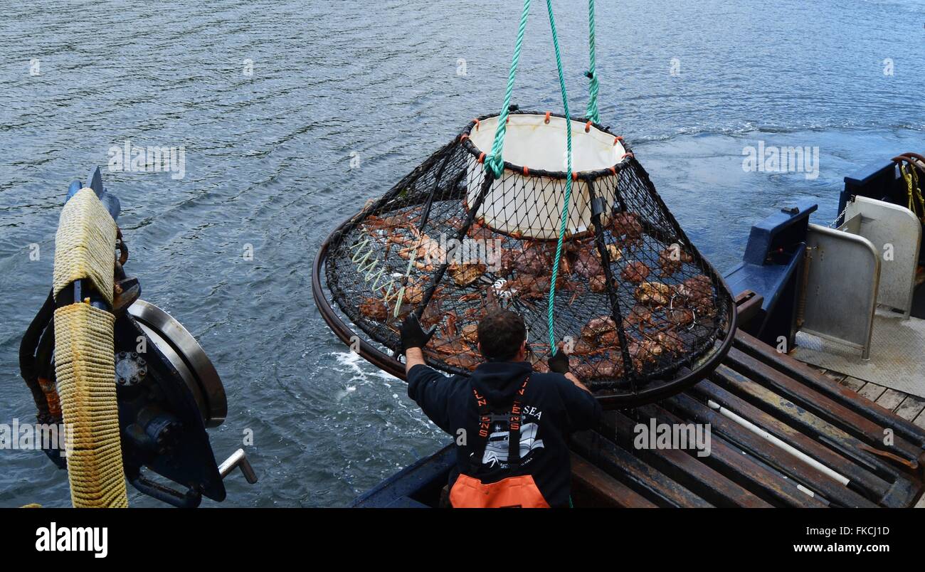 Un pescatore solleva un granchio gigante gabbia dell'oceano con il quotidiano la cattura. Foto Stock