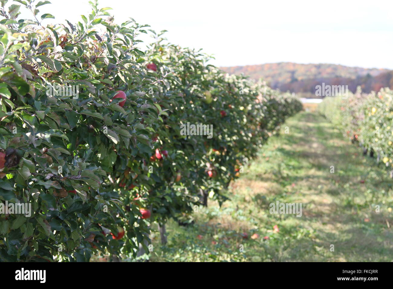 Meleto in autunno Foto Stock