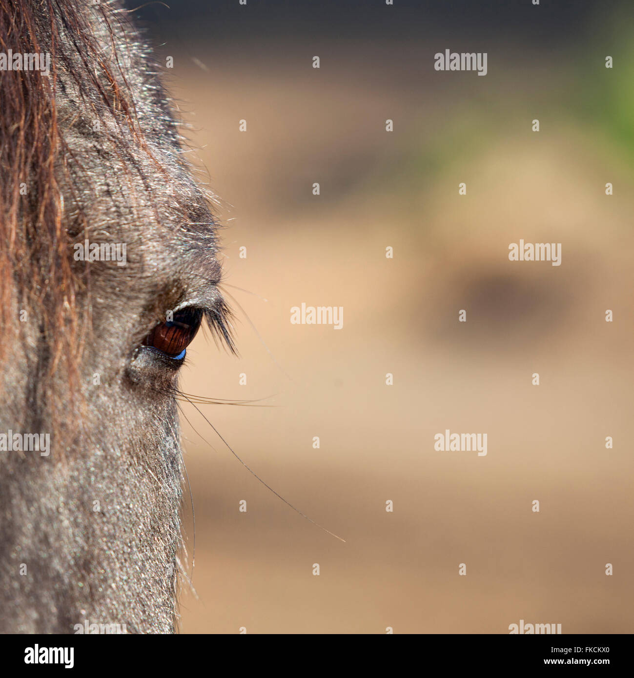 Occhio del vecchio Dark Horse con i capelli grigi e sfondo soleggiato Foto Stock