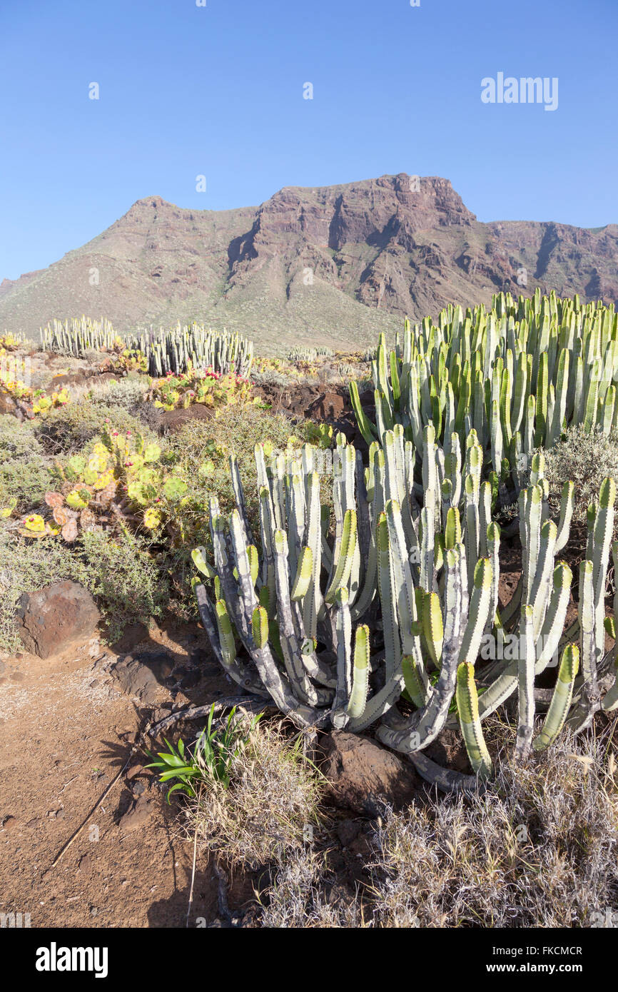 Paesaggio con cactus e montagne a nord di isola delle Canarie Tenerife vicino a Punta de Teno Foto Stock