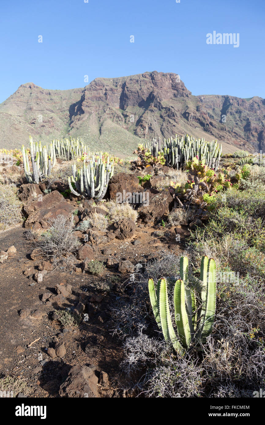Paesaggio con cactus e montagne a nord di isola delle Canarie Tenerife vicino a Punta de Teno Foto Stock