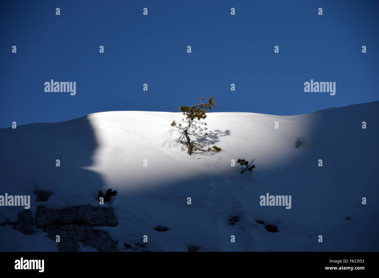 Un singolo Lone Tree evidenziato dal sole in Cinque Torri Area (le 5 Torri del Falzarego) delle Dolomiti italiane Foto Stock