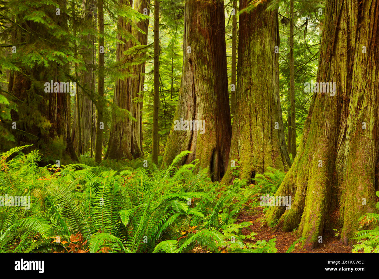 La lussureggiante foresta pluviale nella Cattedrale Grove sull'Isola di Vancouver, Canada. Foto Stock
