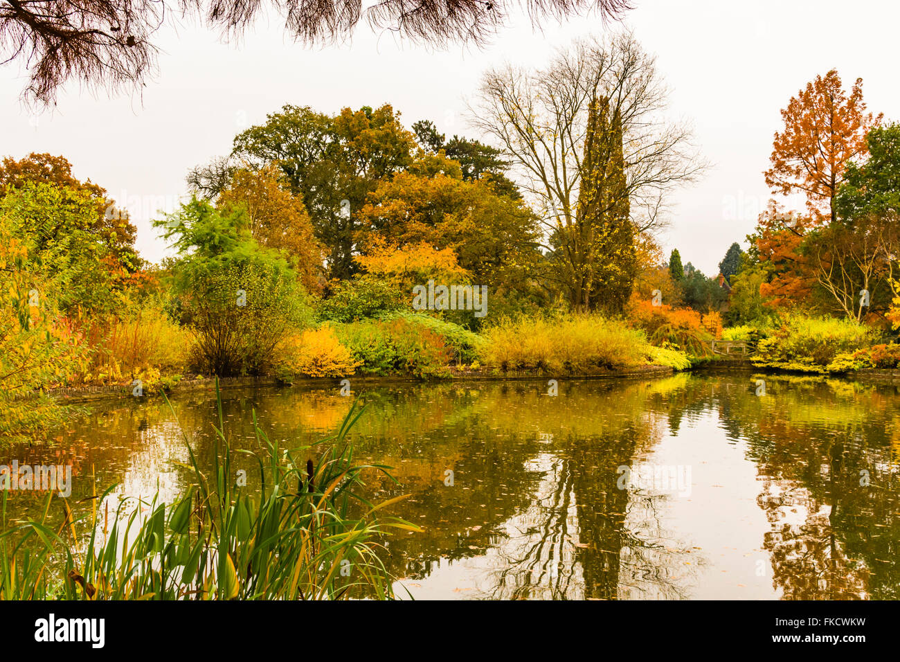 Favolosa gamma di colori autunnali si riflette nel lago a Wisley, Surrey, Regno Unito. Foto Stock