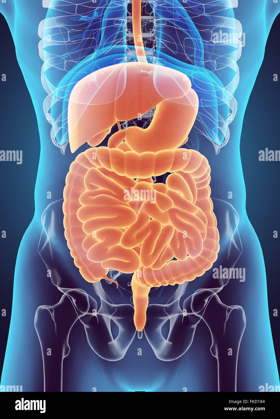 3D maschio umano x-ray sistema digestivo, concetto medico. Foto Stock