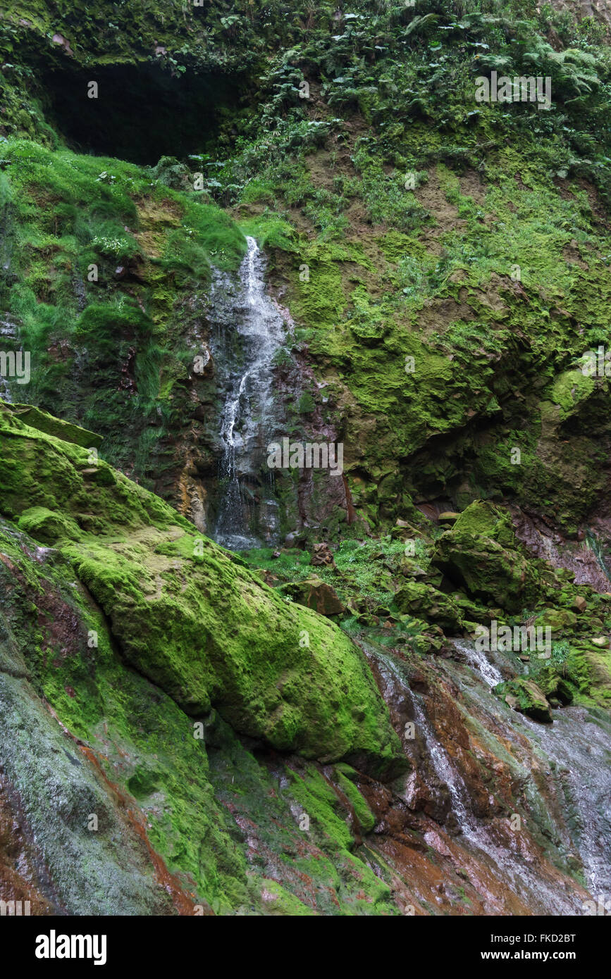 Basso angolo vista della cascata in una foresta, Costa Rica Foto Stock