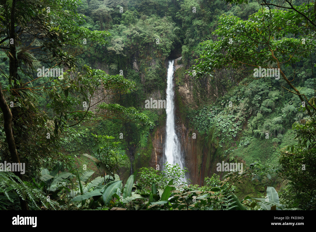 La Fortuna cascata in una foresta, provincia di Alajuela, Costa Rica Foto Stock