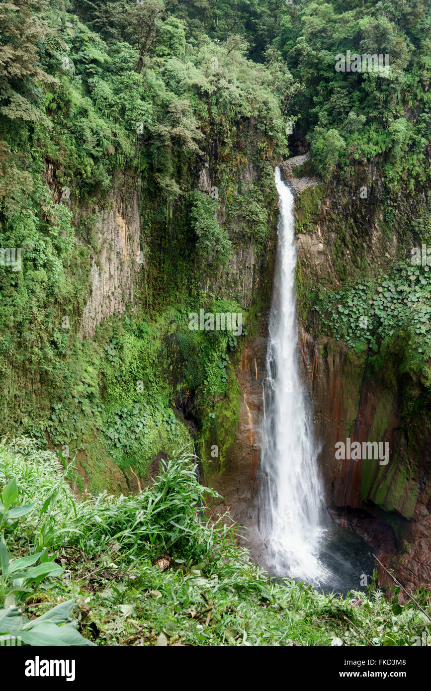La Fortuna cascata in una foresta, provincia di Alajuela, Costa Rica Foto Stock