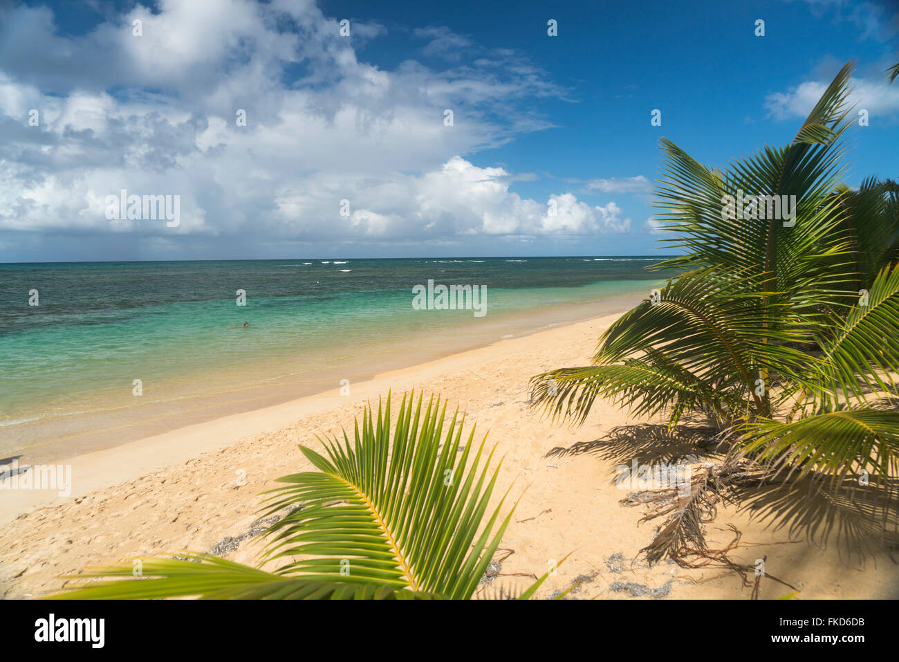 Spiaggia orlata di palme in Las Terrenas, penisola di Samana Repubblica Dominicana, Caraibi, America, Foto Stock