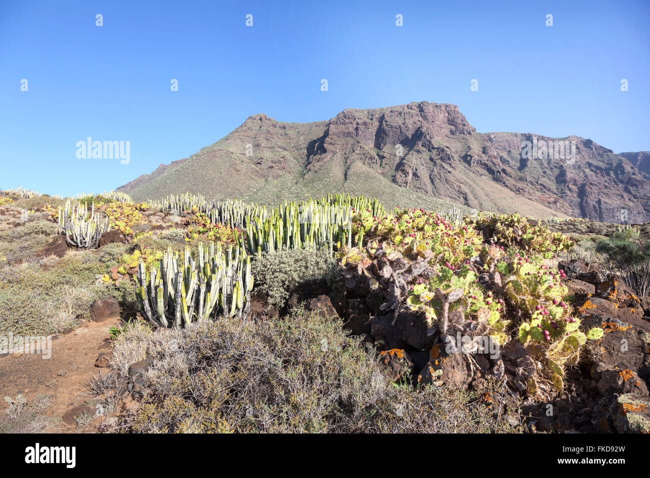 Paesaggio con cactus e montagne a nord di isola delle Canarie Tenerife vicino a Punta de Teno Foto Stock