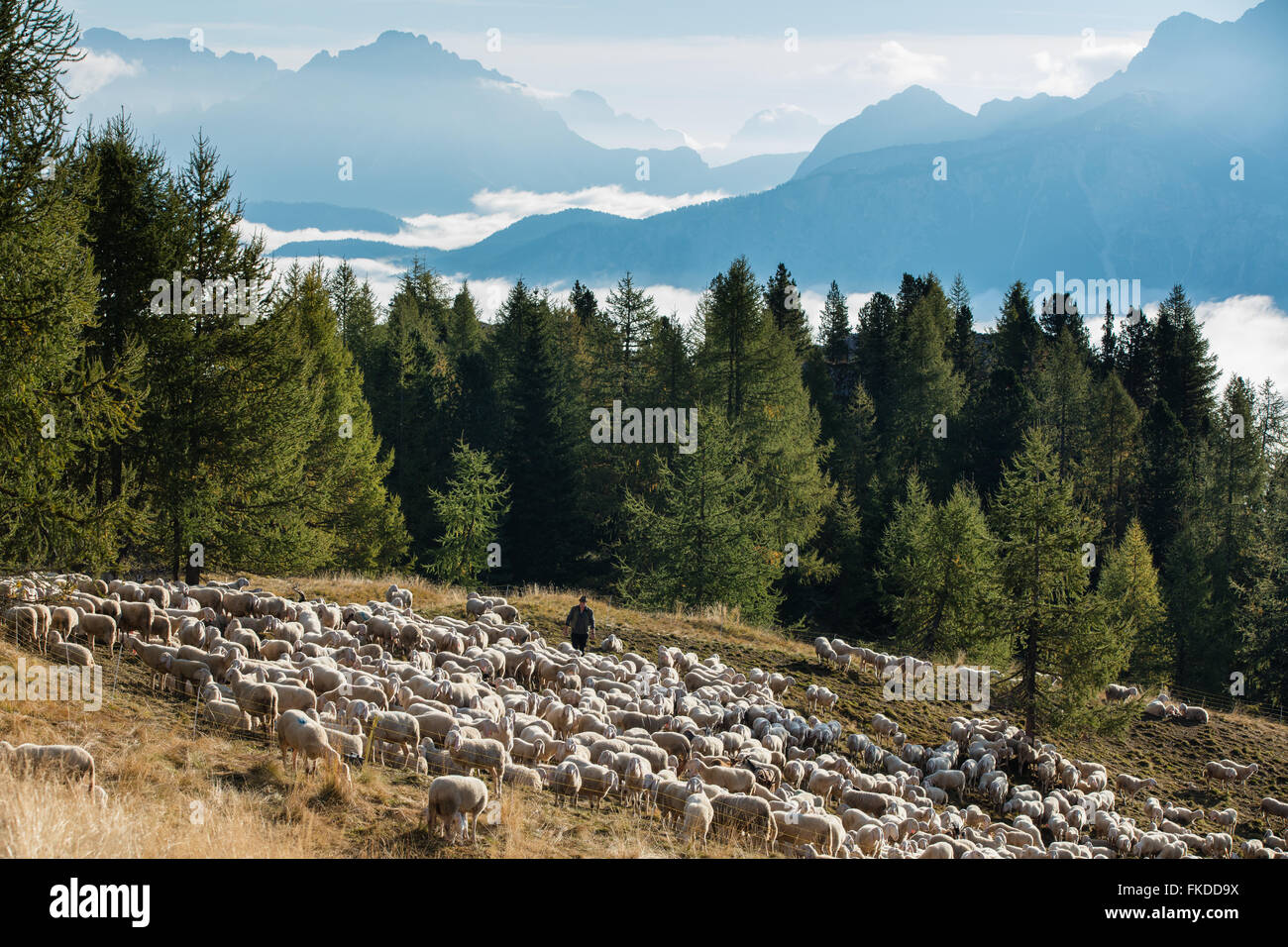 Un pastore di pascere il suo gregge sulle piste delle Cinque Torri, montagne dolomitiche, Provincia di Belluno, Veneto, Italia Foto Stock