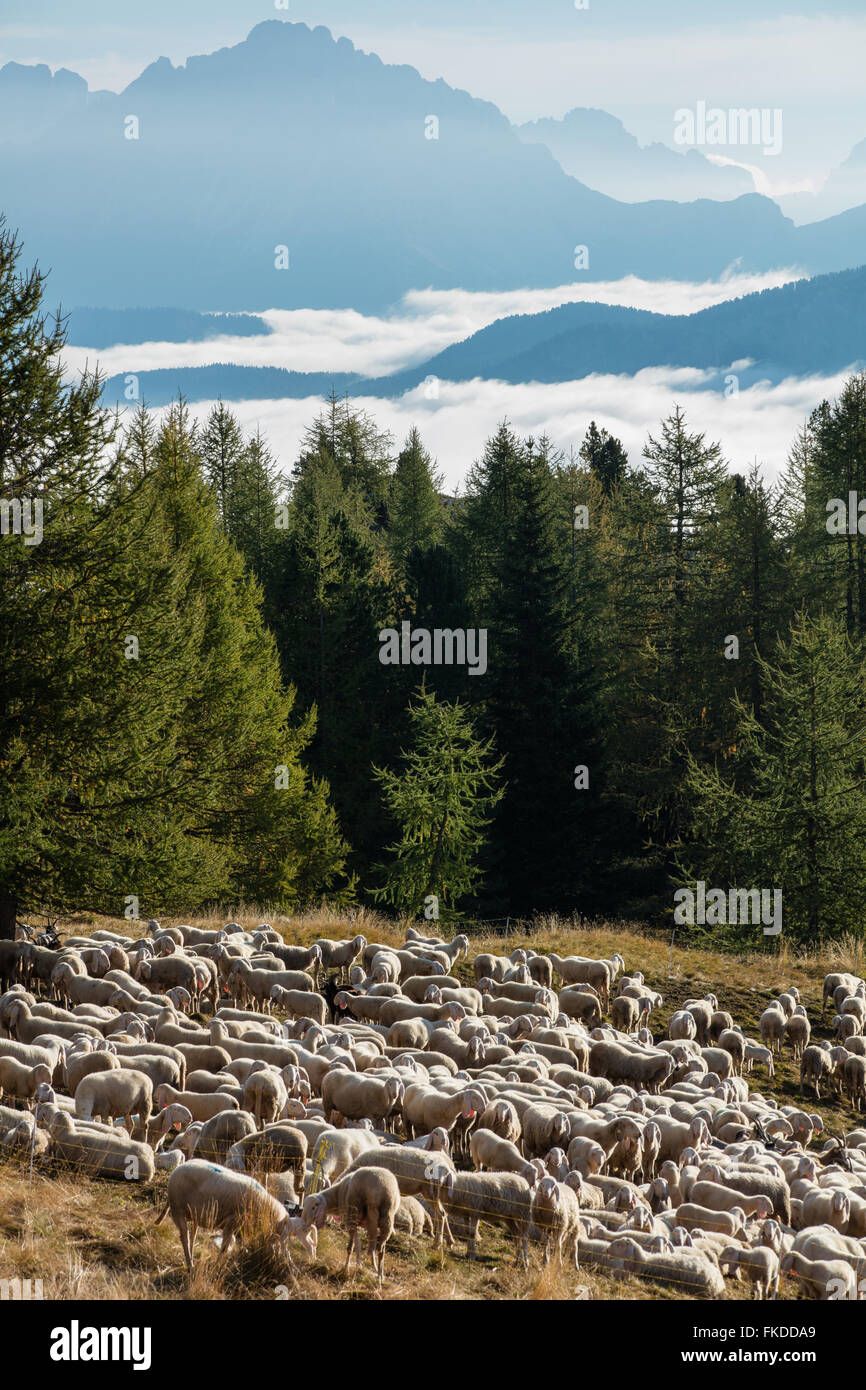 Un pastore di pascere il suo gregge sulle piste delle Cinque Torri, montagne dolomitiche, Provincia di Belluno, Veneto, Italia Foto Stock