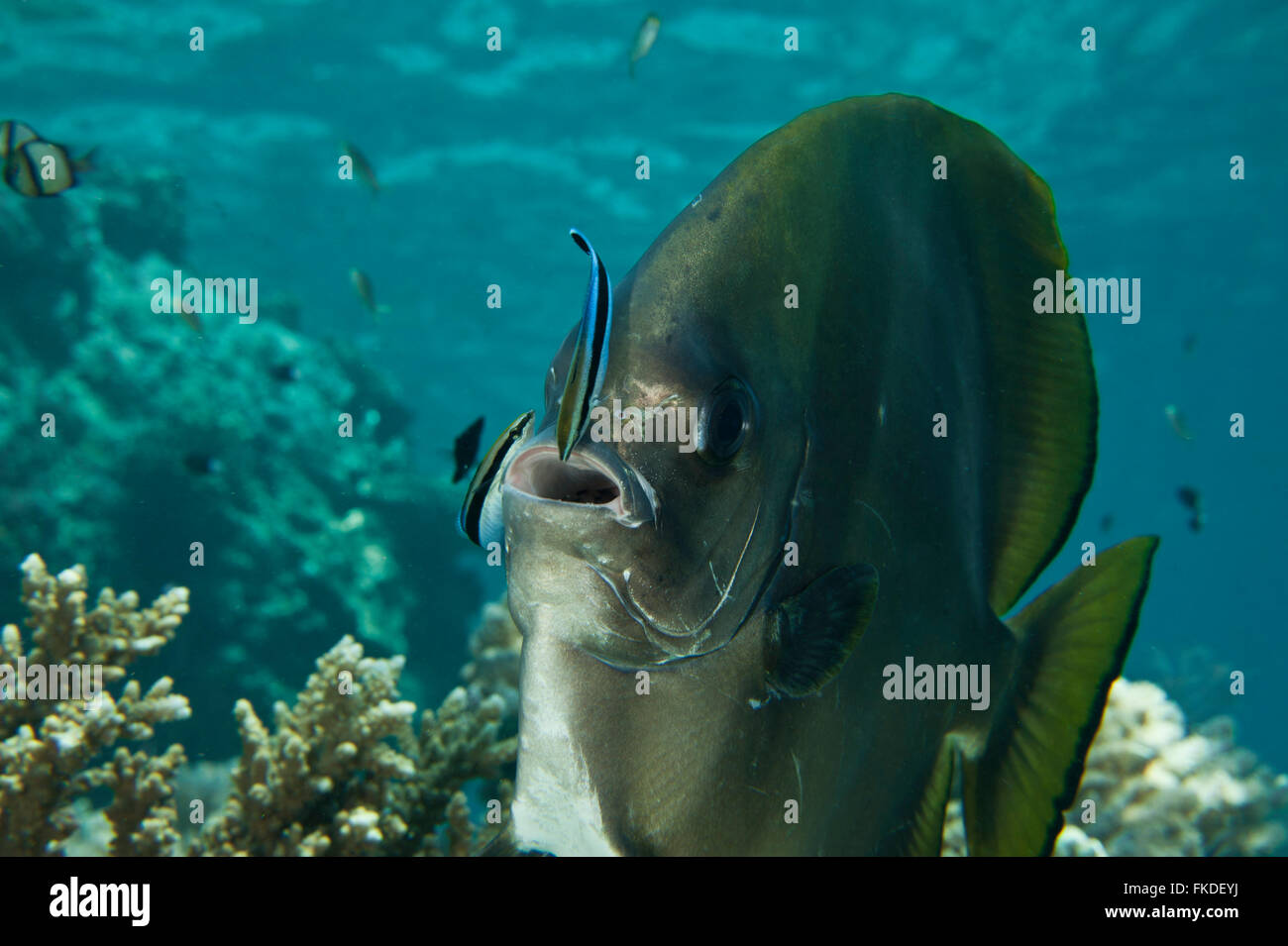 (Batfish Platax boersii) essendo pulito mediante una più chiara wrasse. Foto Stock