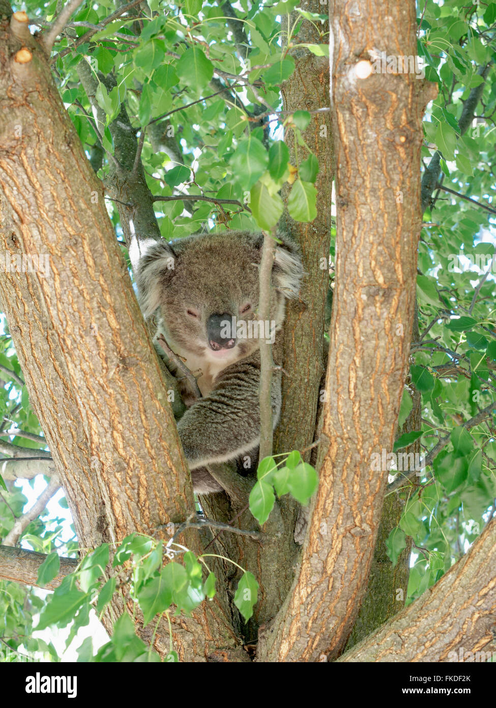 Koala (Phascolarctos cinereus) dormire su albero Foto Stock