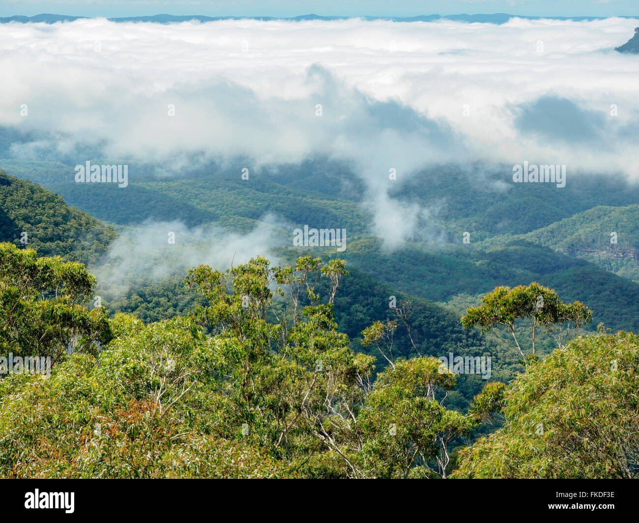 Vista in elevazione della foresta nella nebbia Foto Stock