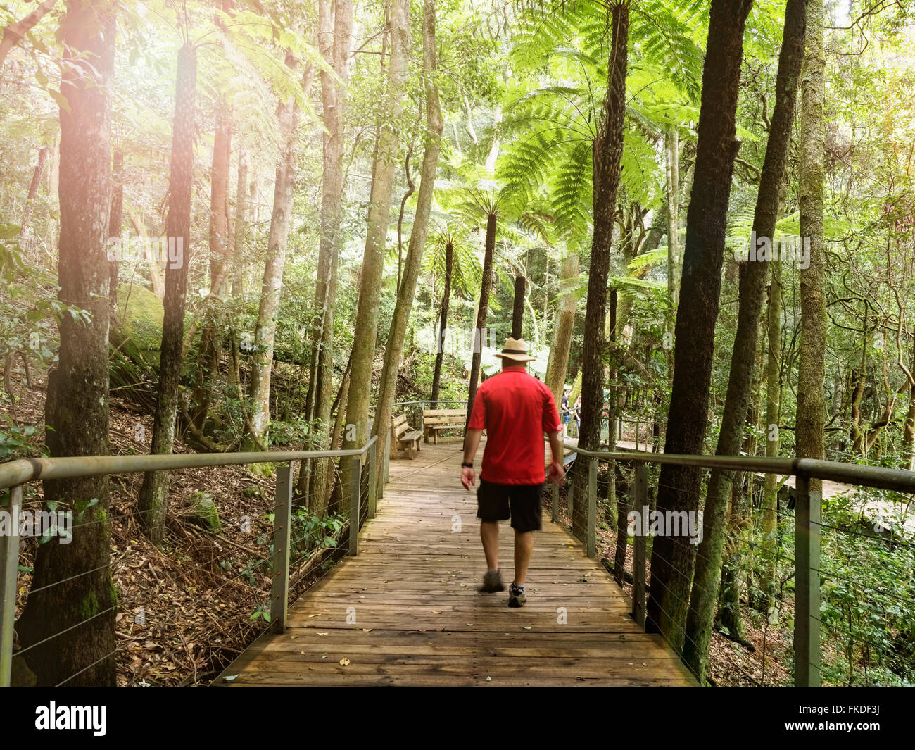 Uomo che cammina nella foresta Foto Stock
