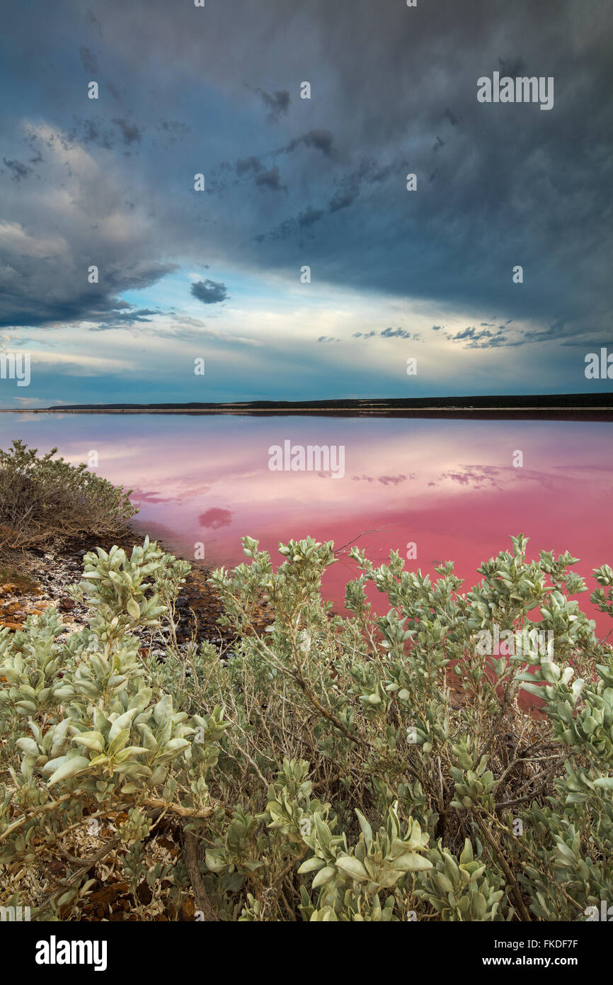 La laguna di rosa porto Gregorio, Australia occidentale Foto Stock
