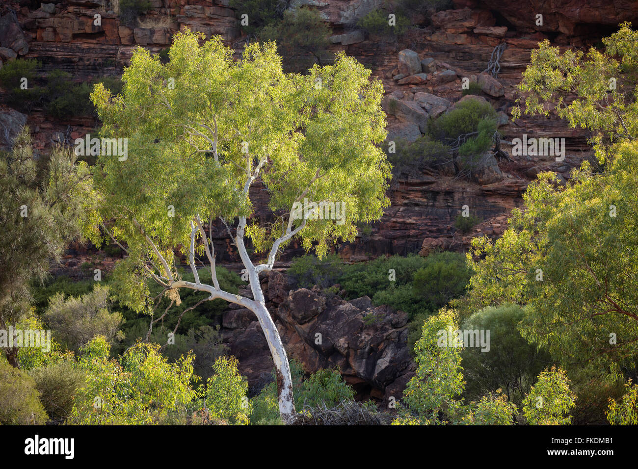 Un albero di eucalipto in Murchison River Gorge a Ross Graham, Kalbarri National Park, Australia occidentale Foto Stock