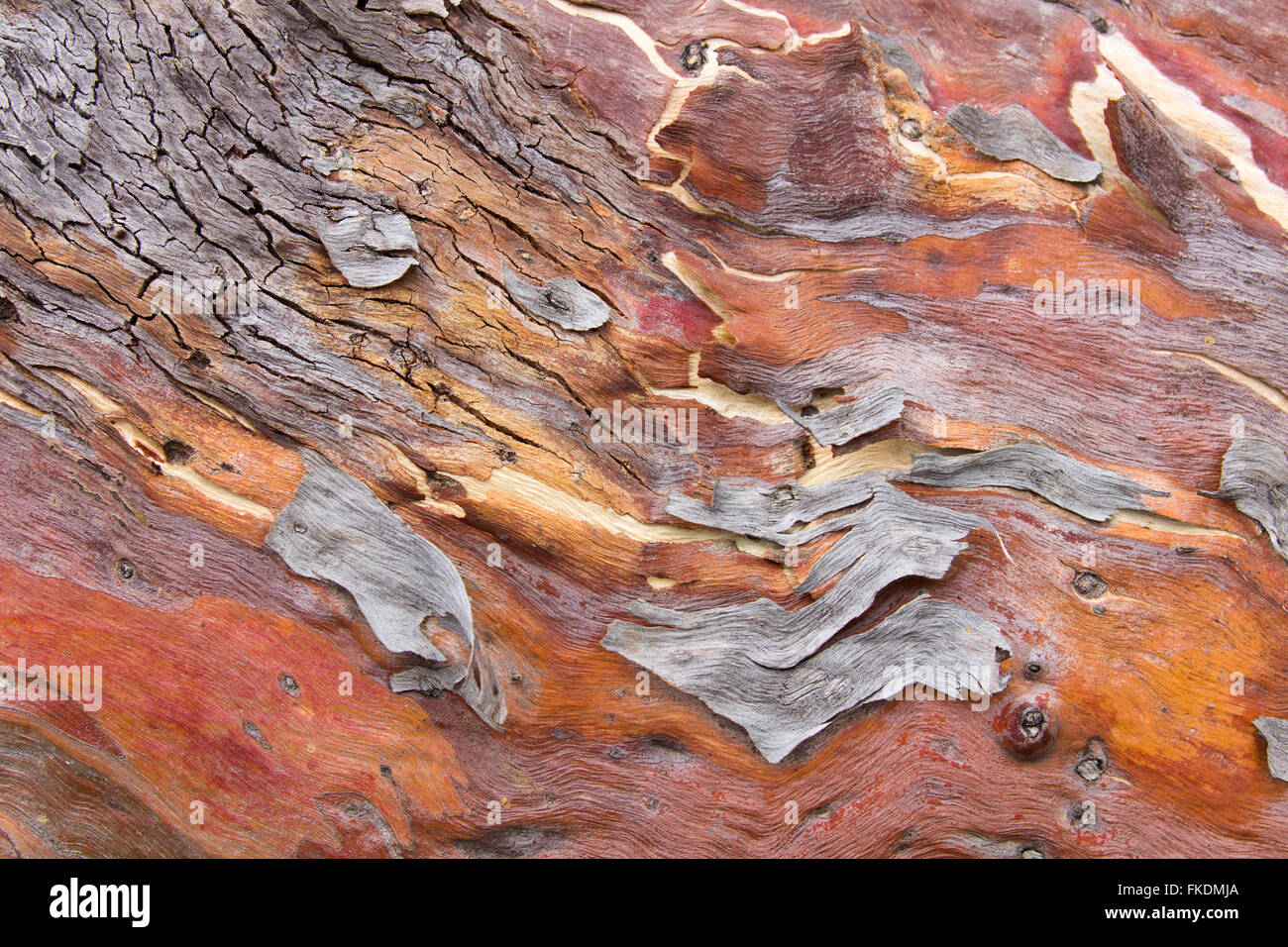 Texture di corteccia nel Murchison River Gorge a Ross Graham, Kalbarri National Park, Australia occidentale Foto Stock